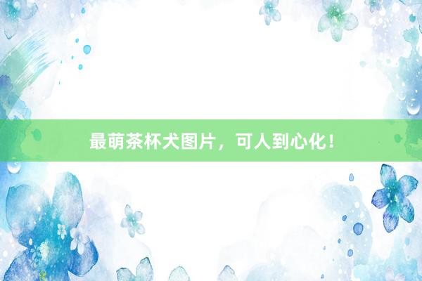 最萌茶杯犬图片，可人到心化！